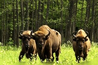 Białowieski Park Narodowy będzie większy